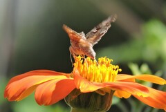 Autographa californica