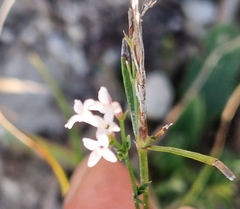 Asperula cynanchica