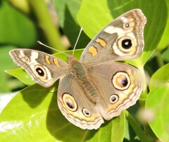 Junonia grisea