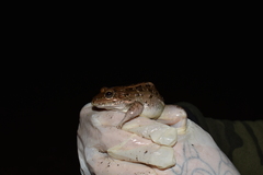 Leptodactylus