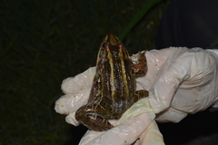 Leptodactylus