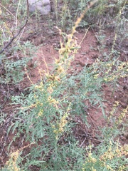 Ambrosia confertiflora
