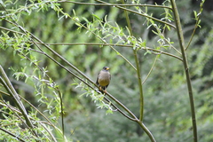 Turdus falcklandii