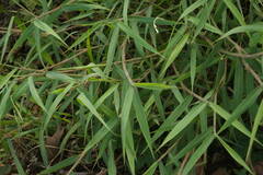 Melinis minutiflora