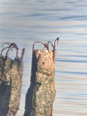 Calidris alpina