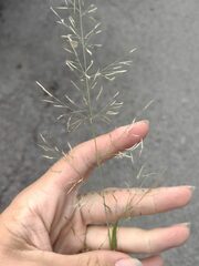 Eragrostis tenuifolia