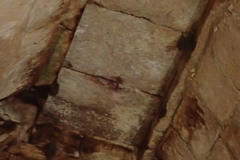 Artibeus jamaicensis yucatanicus