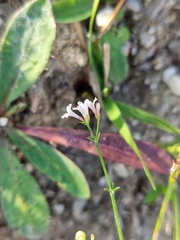 Asperula cynanchica