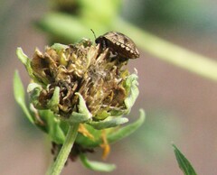 Sphyrocoris obliquus