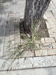 Heteropogon contortus