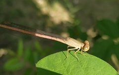 Ceriagrion olivaceum