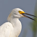 Typical Herons and Egrets - Photo (c) Greg Lasley, some rights reserved (CC BY-NC), uploaded by Greg Lasley