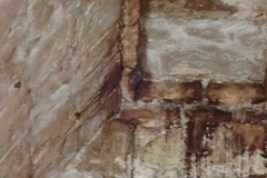 Artibeus jamaicensis yucatanicus