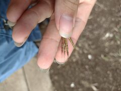 Bothriochloa pertusa