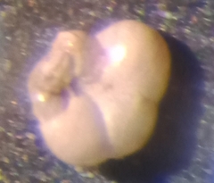Trochammina inflata