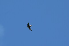 Hirundapus caudacutus