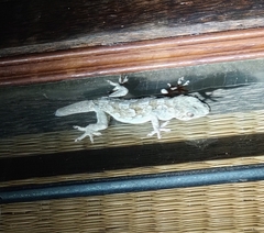 Hemidactylus leschenaultii