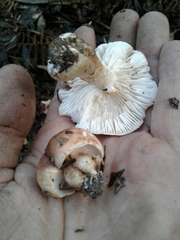 Tricholoma eucalypticum