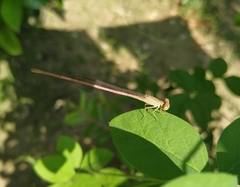 Ceriagrion olivaceum