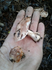Tricholoma eucalypticum