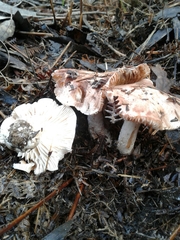 Tricholoma eucalypticum