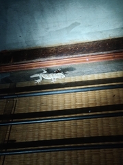 Hemidactylus leschenaultii