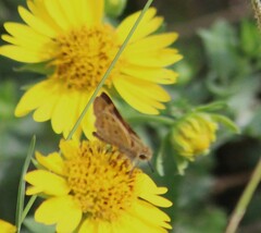 Hylephila phyleus