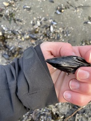 Mytilus trossulus