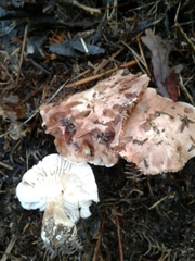 Tricholoma eucalypticum