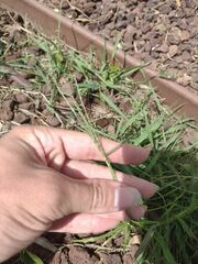 Digitaria violascens