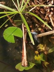 Micrathyria aequalis