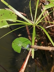 Micrathyria aequalis