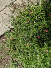 Cyclospermum leptophyllum