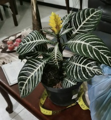 Aphelandra squarrosa