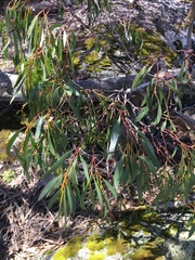 Eucalyptus mitchelliana
