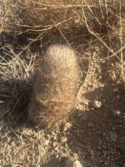 Escobaria alversonii