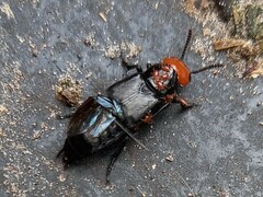 Creophilus erythrocephalus