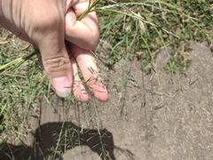 Eragrostis tenuifolia