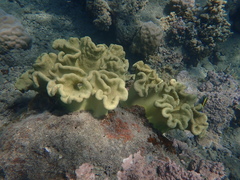Sarcophyton