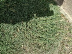 Bothriochloa pertusa