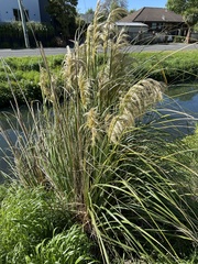 Austroderia richardii