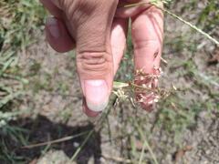 Melinis repens