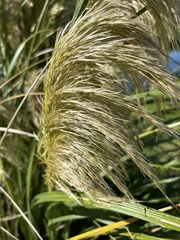 Austroderia richardii
