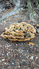 Phaeolus schweinitzii