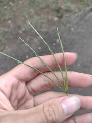 Digitaria eriantha