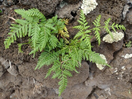 Pteris tremula observed 2022-10-27