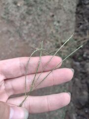 Digitaria violascens