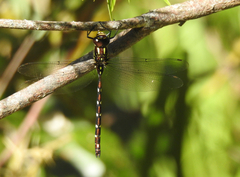 Austroaeschna pulchra