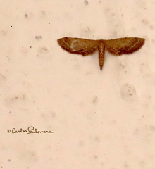 Euacidalia brownsvillea