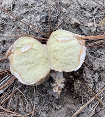 Rhizopogon